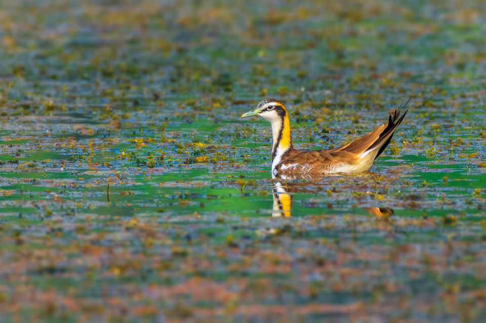 Photo of Chupi Char - Place to Breathe with Birds 5/28 by Soham Das