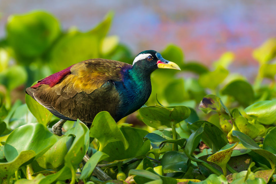 Photo of Chupi Char - Place to Breathe with Birds 6/28 by Soham Das