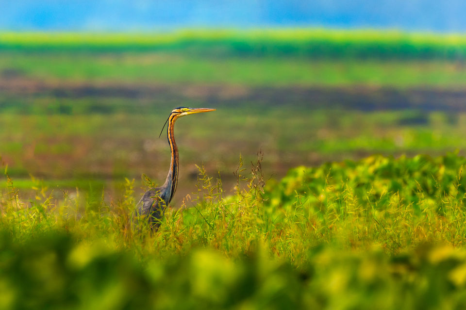Photo of Chupi Char - Place to Breathe with Birds 7/28 by Soham Das
