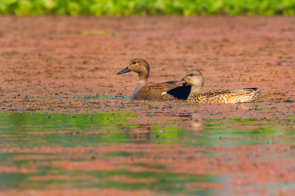 Photo of Chupi Char - Place to Breathe with Birds 9/28 by Soham Das