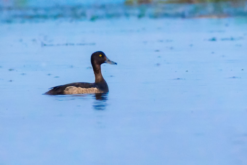 Photo of Chupi Char - Place to Breathe with Birds 10/28 by Soham Das