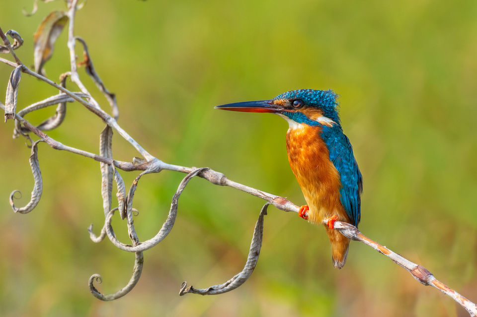 Photo of Chupi Char - Place to Breathe with Birds 11/28 by Soham Das