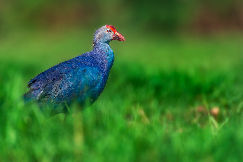 Photo of Chupi Char - Place to Breathe with Birds 12/28 by Soham Das
