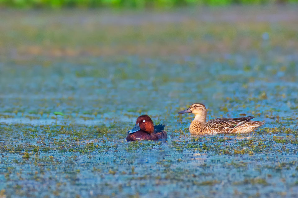 Photo of Chupi Char - Place to Breathe with Birds 13/28 by Soham Das