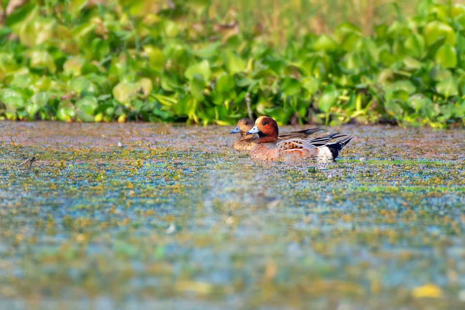Photo of Chupi Char - Place to Breathe with Birds 14/28 by Soham Das