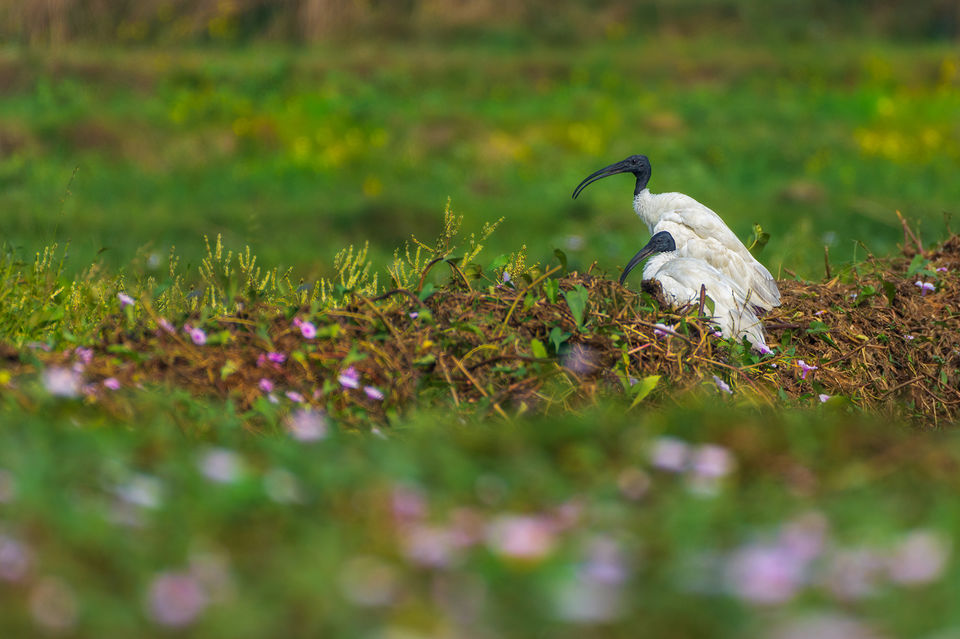 Photo of Chupi Char - Place to Breathe with Birds 15/28 by Soham Das