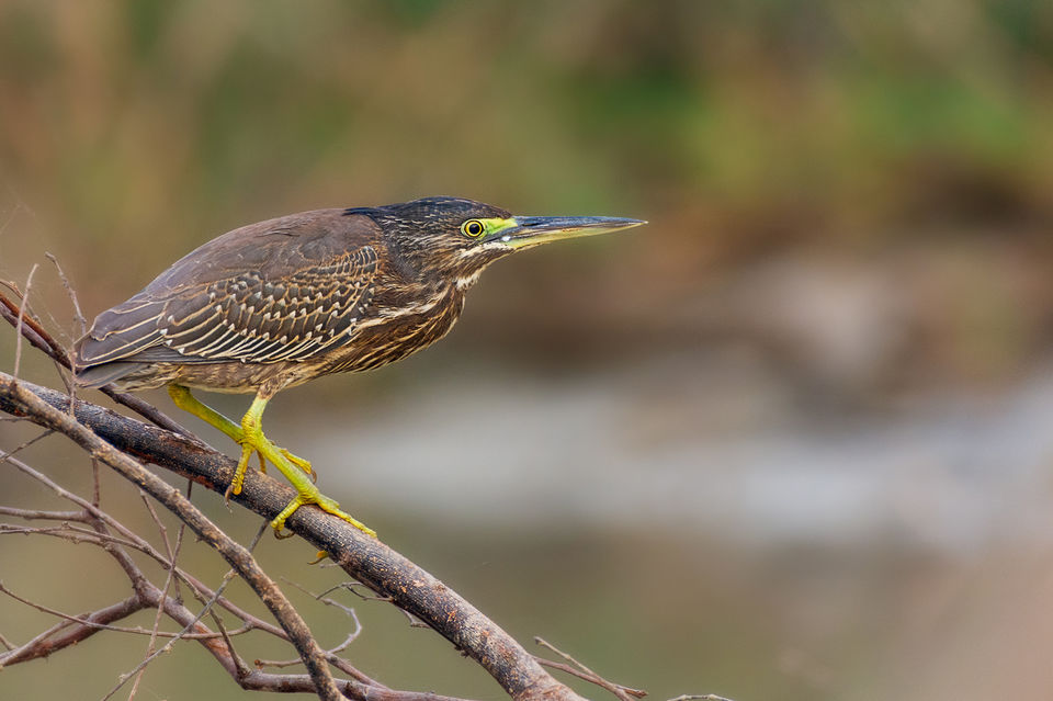 Photo of Chupi Char - Place to Breathe with Birds 16/28 by Soham Das