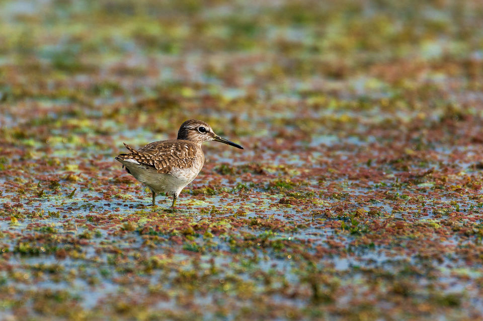 Photo of Chupi Char - Place to Breathe with Birds 17/28 by Soham Das