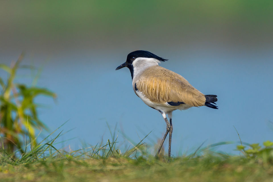 Photo of Chupi Char - Place to Breathe with Birds 18/28 by Soham Das