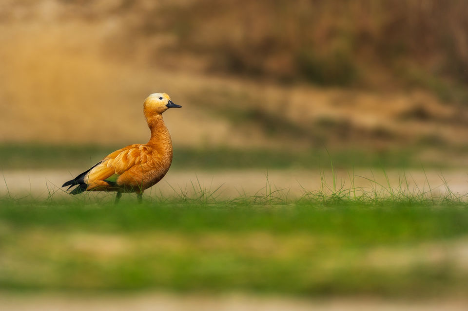 Photo of Chupi Char - Place to Breathe with Birds 19/28 by Soham Das