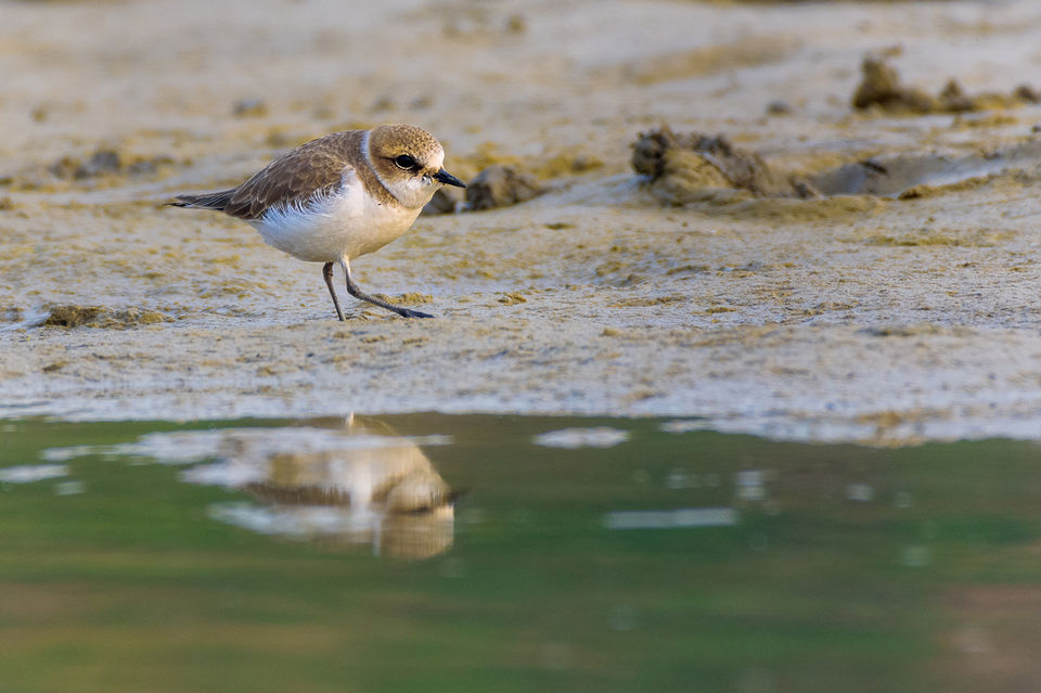 Photo of Chupi Char - Place to Breathe with Birds 20/28 by Soham Das