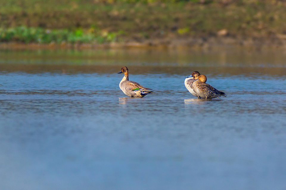 Photo of Chupi Char - Place to Breathe with Birds 21/28 by Soham Das
