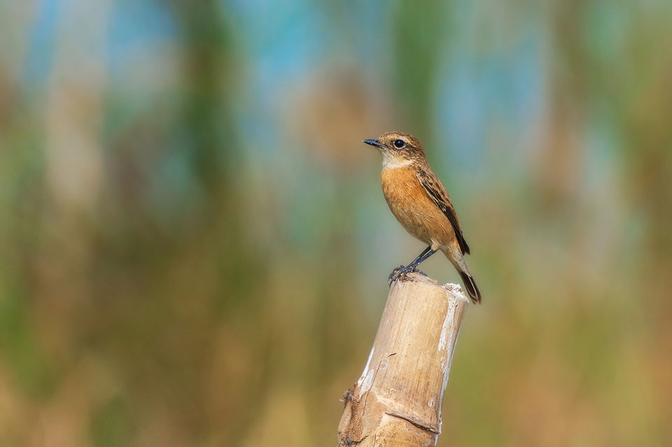Photo of Chupi Char - Place to Breathe with Birds 22/28 by Soham Das