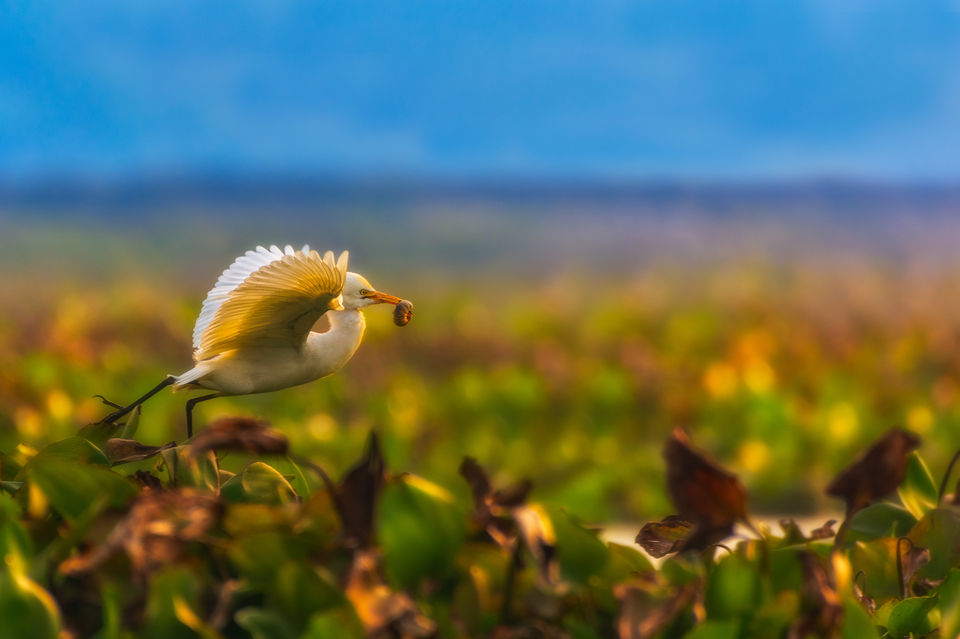 Photo of Chupi Char - Place to Breathe with Birds 24/28 by Soham Das