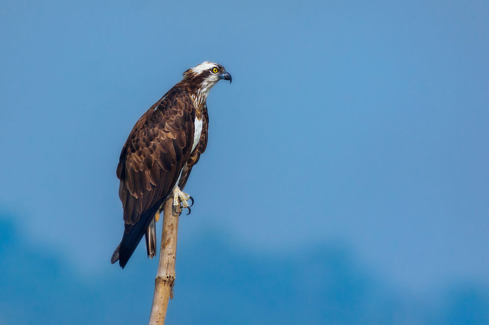 Photo of Chupi Char - Place to Breathe with Birds 25/28 by Soham Das