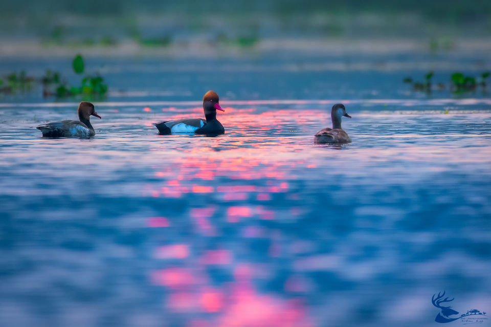 Photo of Chupi Char - Place to Breathe with Birds 26/28 by Soham Das