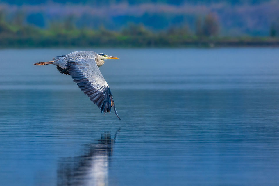 Photo of Chupi Char - Place to Breathe with Birds 27/28 by Soham Das