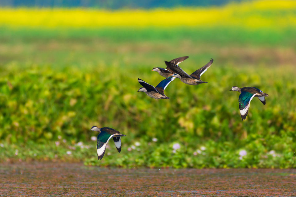 Photo of Chupi Char - Place to Breathe with Birds 28/28 by Soham Das