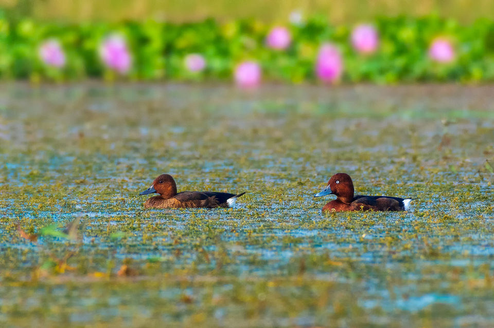 Photo of Chupi Char - Place to Breathe with Birds by Soham Das