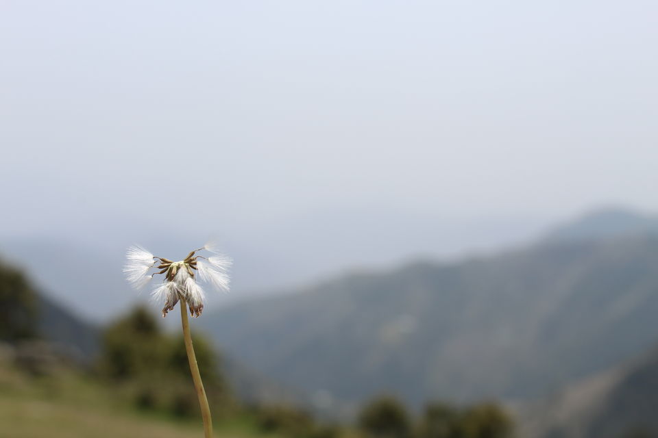 Photo of Why I Keep Daydreaming About The Dainkund Jot Valley Trek by Yashodhara Roy