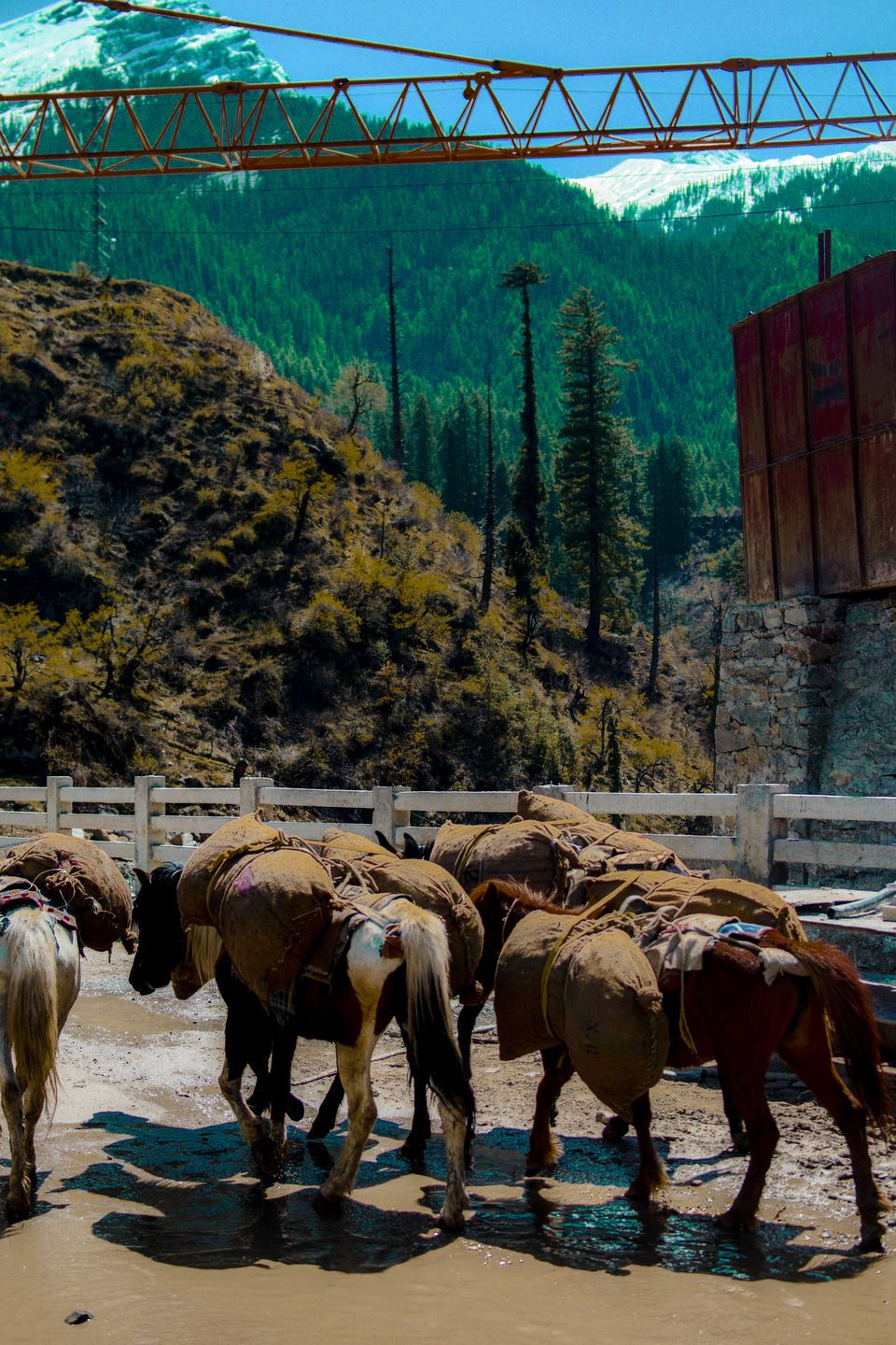 Photo of The unplanned - Kheerganga, Himachal Pradesh 21/31 by Anshuman Singh