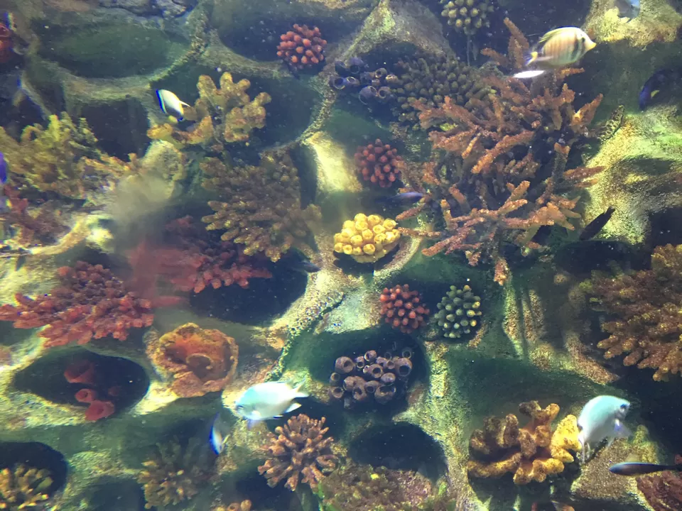Photo of VGP Marine Kingdom, State Highway 49, Injambakkam, Chennai, Tamil Nadu, India by priya payal