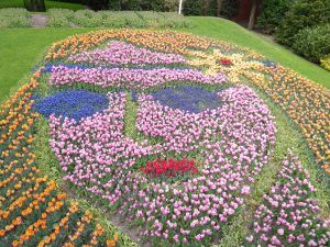 Photo of Tulips in Keukenhof gardens in Lisse near Amsterdam 1/13 by Ashwini pawar