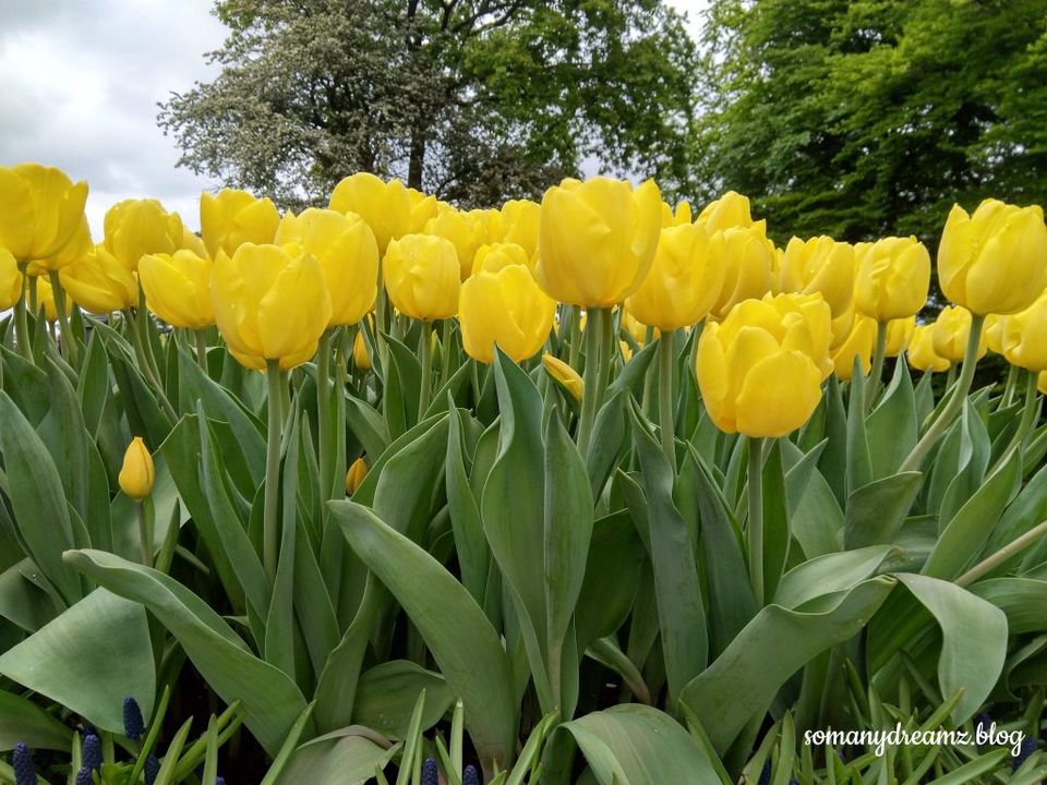 Photo of Tulips in Keukenhof gardens in Lisse near Amsterdam 2/13 by Ashwini pawar