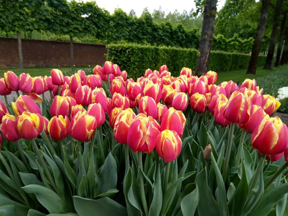 Photo of Tulips in Keukenhof gardens in Lisse near Amsterdam 3/13 by Ashwini pawar
