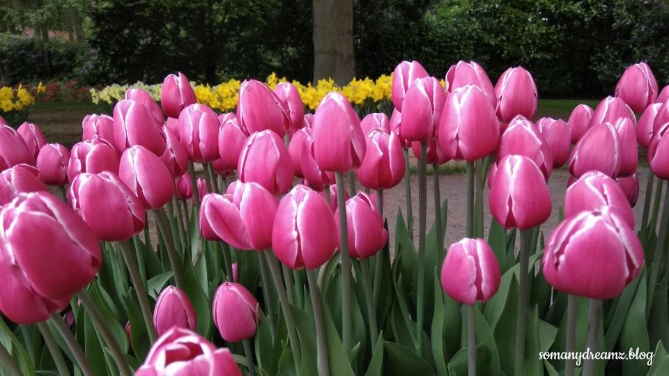 Photo of Tulips in Keukenhof gardens in Lisse near Amsterdam 4/13 by Ashwini pawar