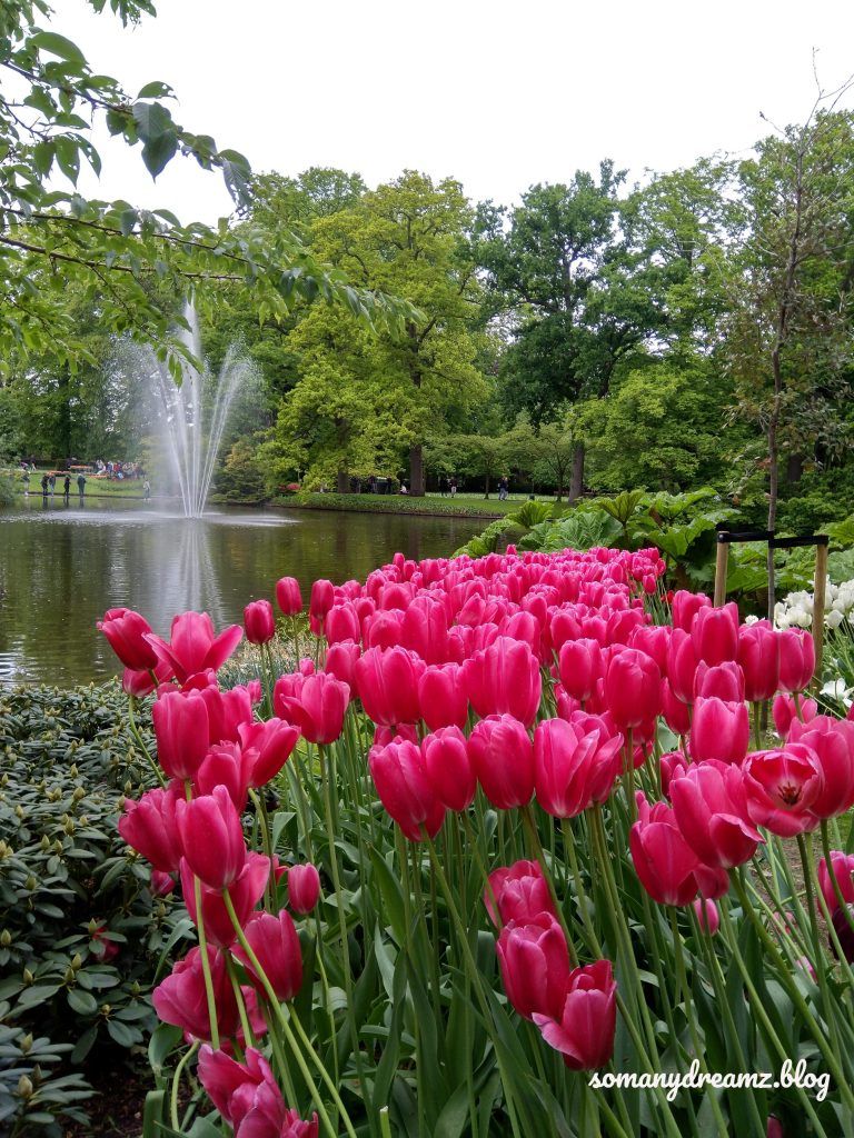 Photo of Tulips in Keukenhof gardens in Lisse near Amsterdam 5/13 by Ashwini pawar