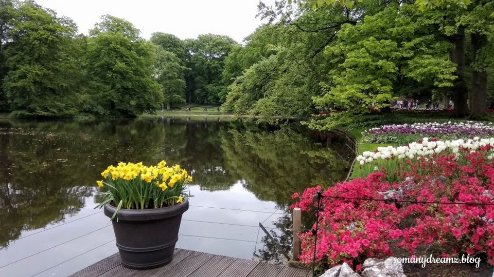 Photo of Tulips in Keukenhof gardens in Lisse near Amsterdam 6/13 by Ashwini pawar