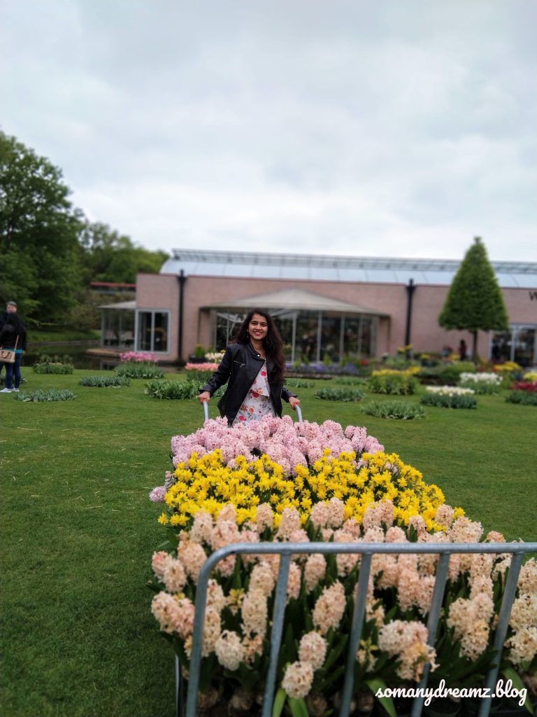 Photo of Tulips in Keukenhof gardens in Lisse near Amsterdam 8/13 by Ashwini pawar