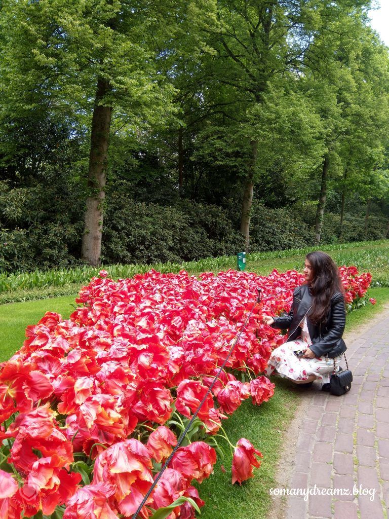 Photo of Tulips in Keukenhof gardens in Lisse near Amsterdam 9/13 by Ashwini pawar