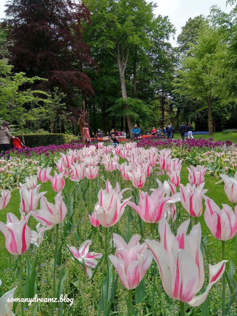 Photo of Tulips in Keukenhof gardens in Lisse near Amsterdam 10/13 by Ashwini pawar