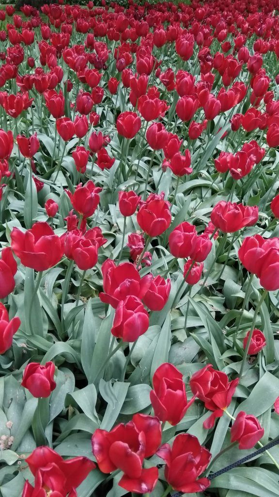 Photo of Tulips in Keukenhof gardens in Lisse near Amsterdam 11/13 by Ashwini pawar