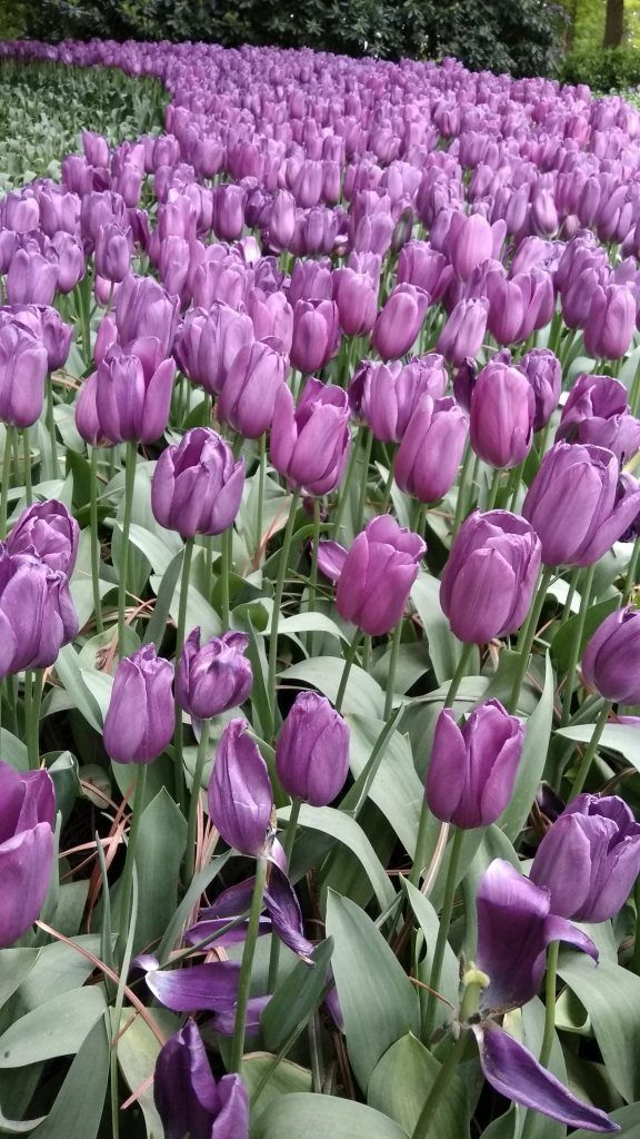 Photo of Tulips in Keukenhof gardens in Lisse near Amsterdam 12/13 by Ashwini pawar
