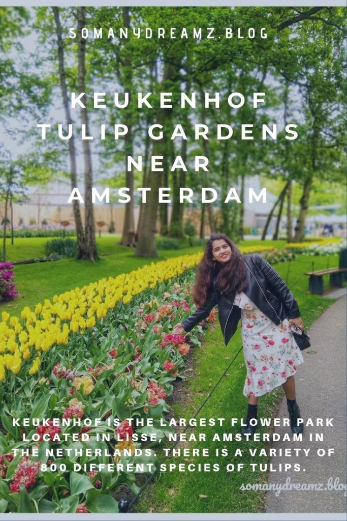 Photo of Tulips in Keukenhof gardens in Lisse near Amsterdam 13/13 by Ashwini pawar