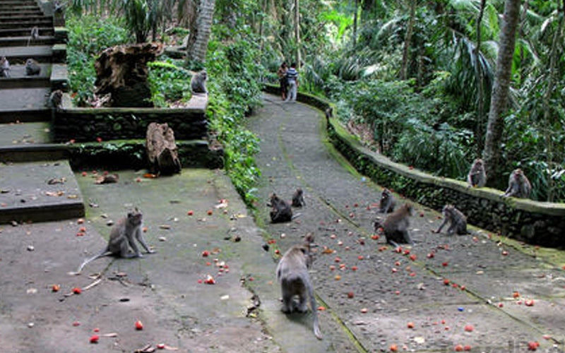 Photo of Unbelievable Things to Do in Bali – the ‘Island of the Gods’ 2/6 by Dipika Sharma