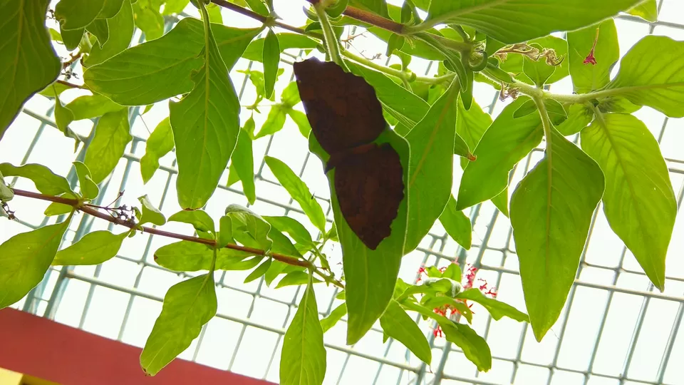 Photo of Bannerghatta National Park, Bannerughatta, Bengaluru, Karnataka, India by priyanka kakade