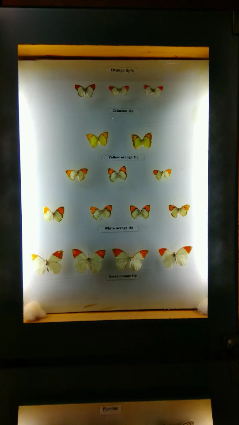 Photo of Bannerghatta National Park, Bannerughatta, Bengaluru, Karnataka, India by priyanka kakade