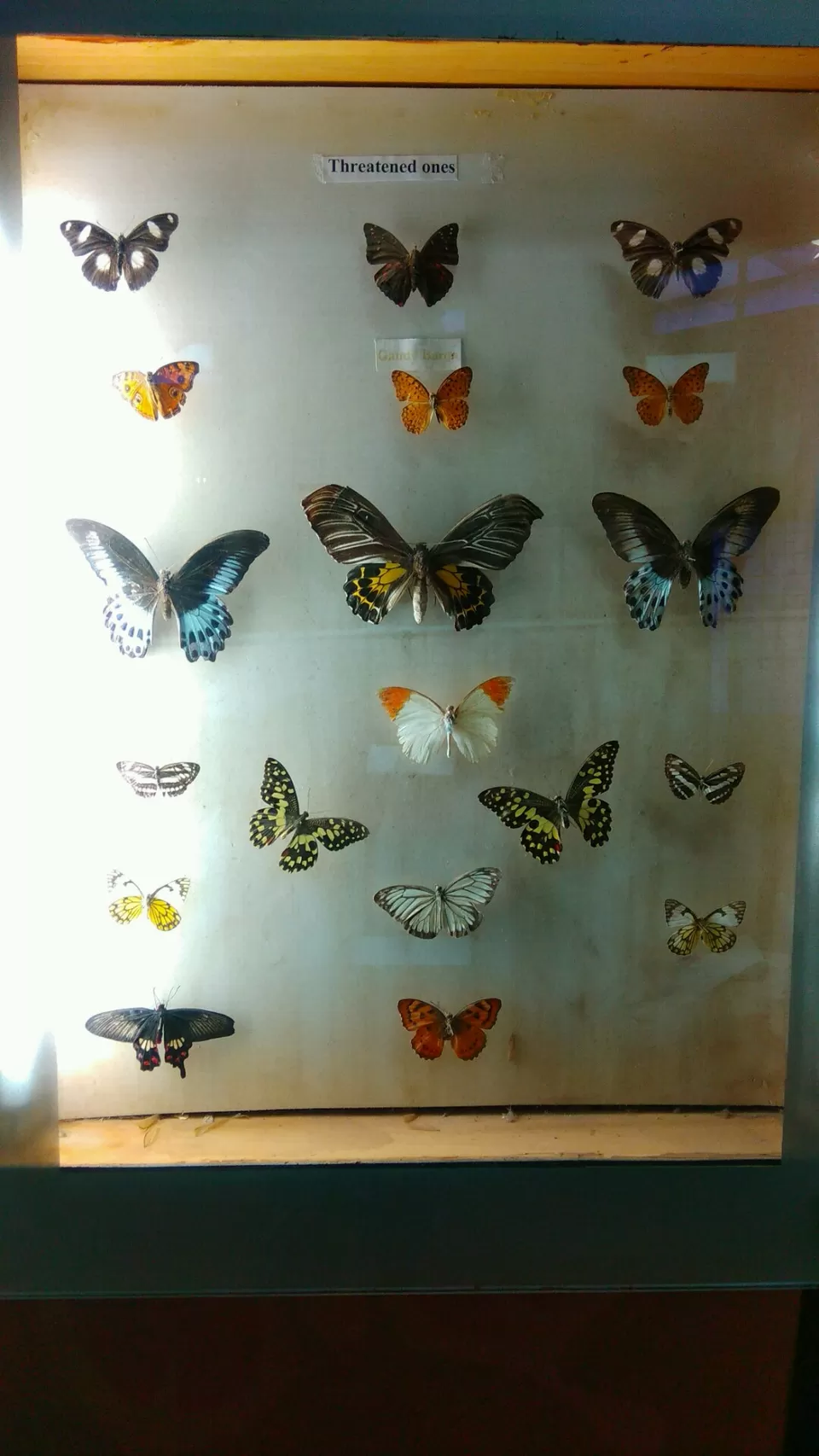 Photo of Bannerghatta National Park, Bannerughatta, Bengaluru, Karnataka, India by priyanka kakade