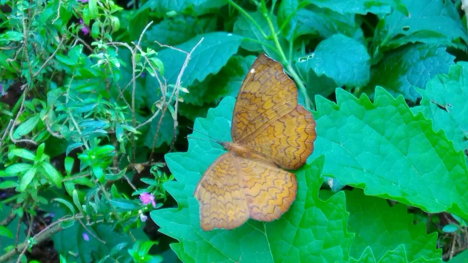 Photo of Bannerghatta National Park, Bannerughatta, Bengaluru, Karnataka, India by priyanka kakade