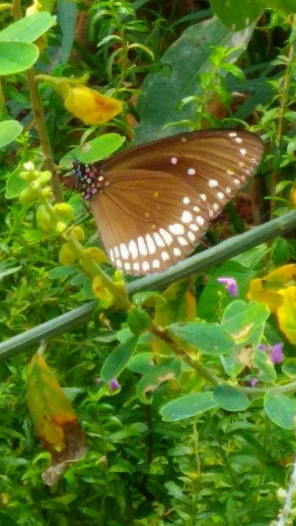 Photo of Bannerghatta National Park, Bannerughatta, Bengaluru, Karnataka, India by priyanka kakade
