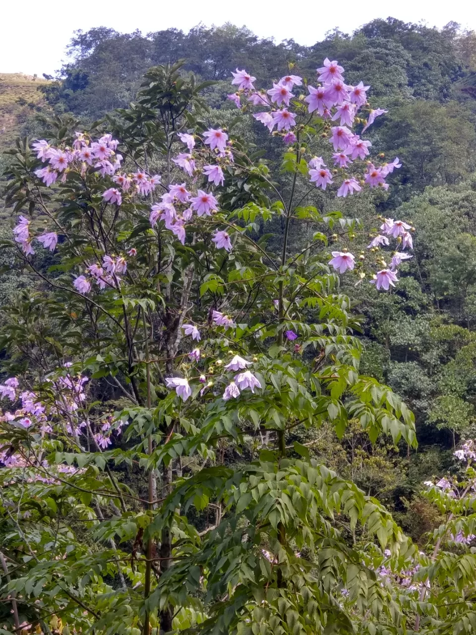 Photo of 3 states under 17k by Vinaykumar jain