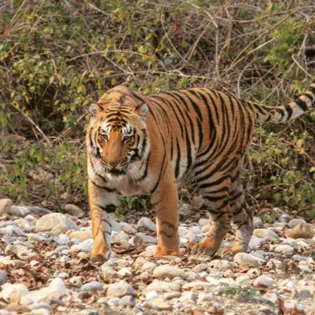 Photo of Jim Corbett Experience, Jassaganja, Ramnagar, Uttarakhand, India by Deepak Sharma