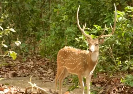 Photo of Complete Travel Guide to Jim Corbett National Park by Deepak Sharma