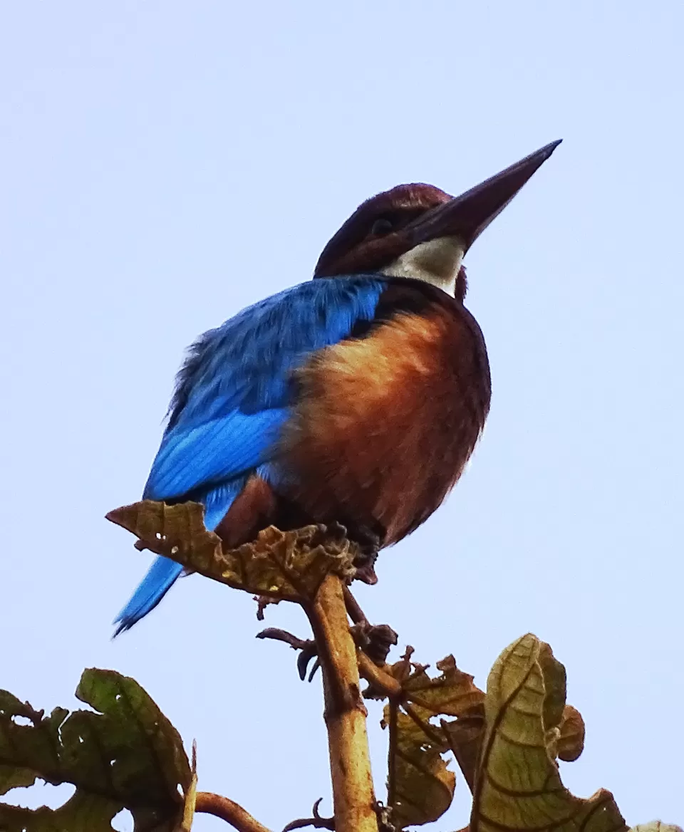 Photo of Complete Travel Guide to Jim Corbett National Park by Deepak Sharma