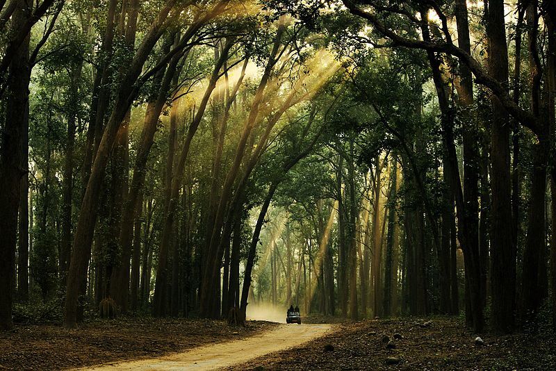 Photo of Complete Travel Guide to Jim Corbett National Park by Deepak Sharma