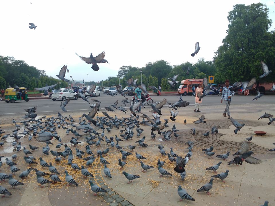 Photo of Albert Hall Museum, Ram Niwas Garden, Ashok Nagar, Jaipur, Rajasthan, India by Snehanshu Shome